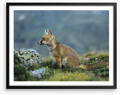 Mammals