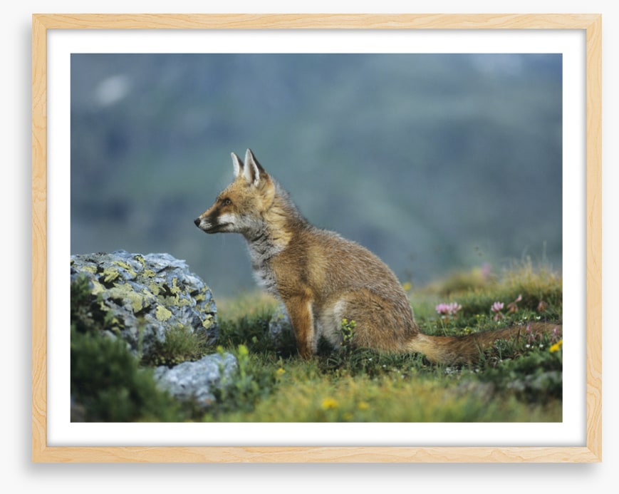 Mammals