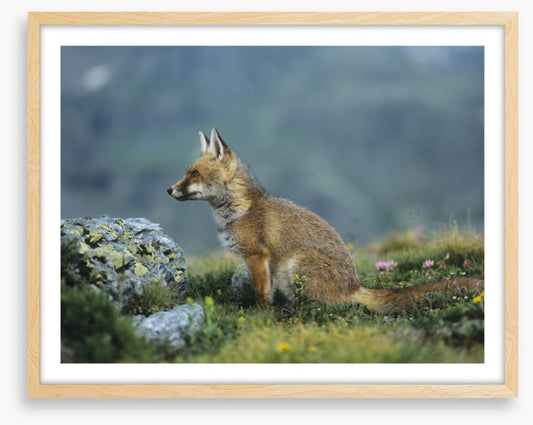 Mammals