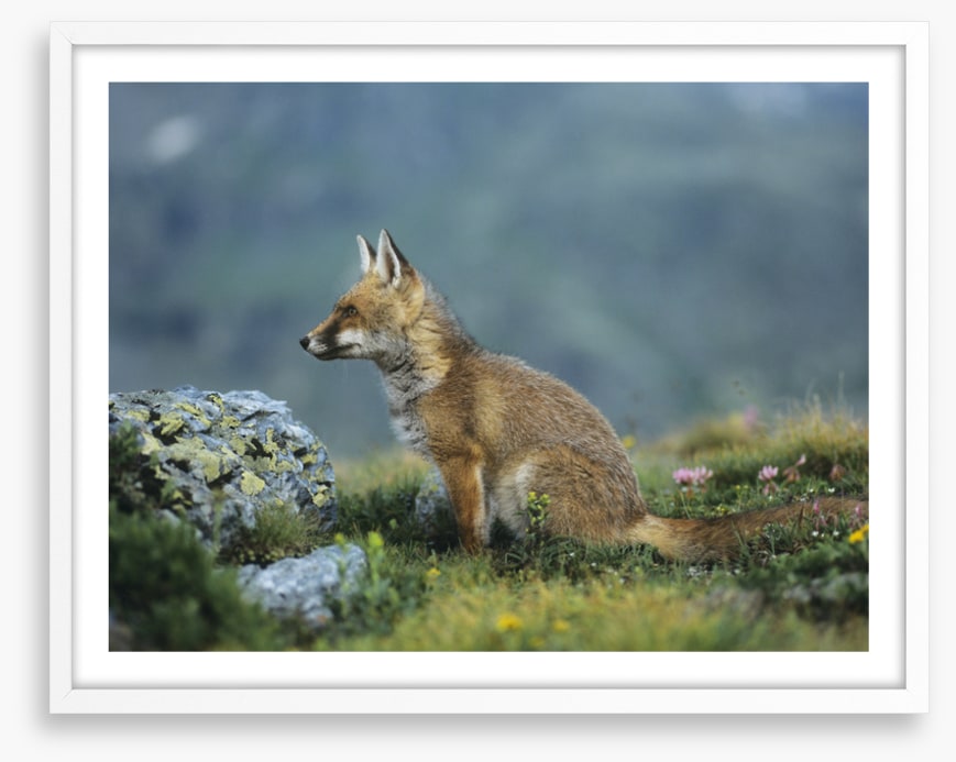 Mammals