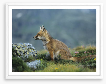 Mammals