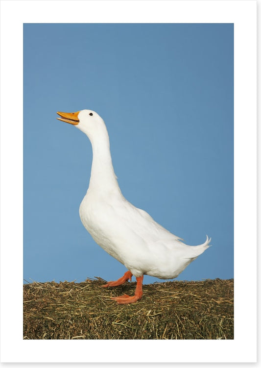 Goosey gander