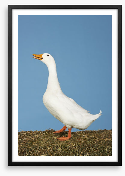 Goosey gander