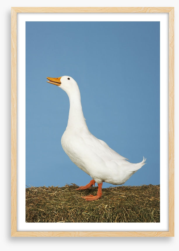 Goosey gander