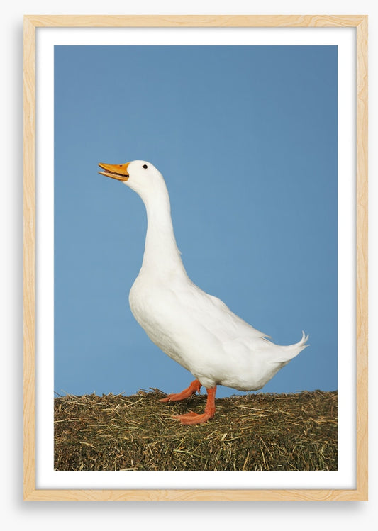 Goosey gander