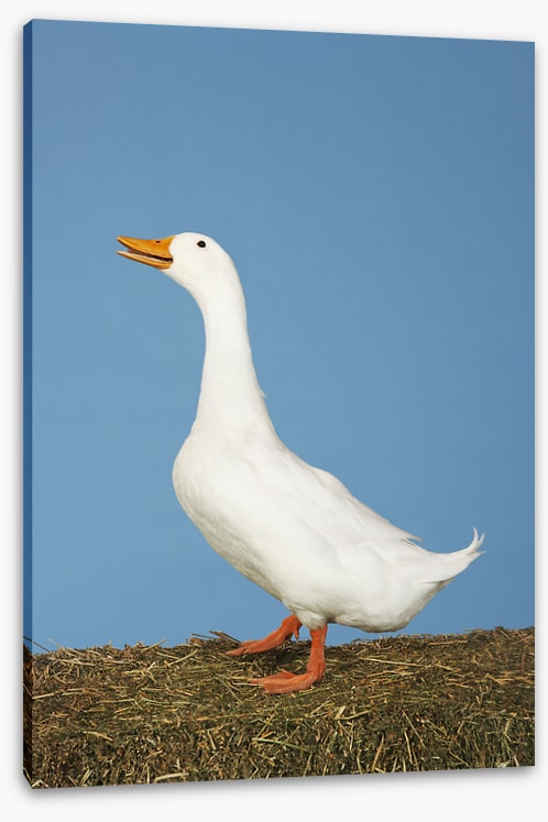 Goosey gander