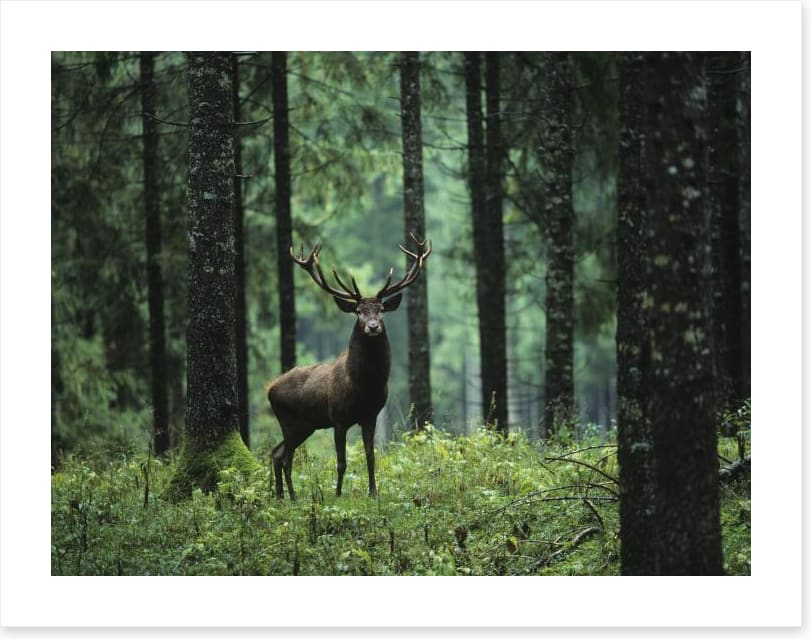 Deep forest deer