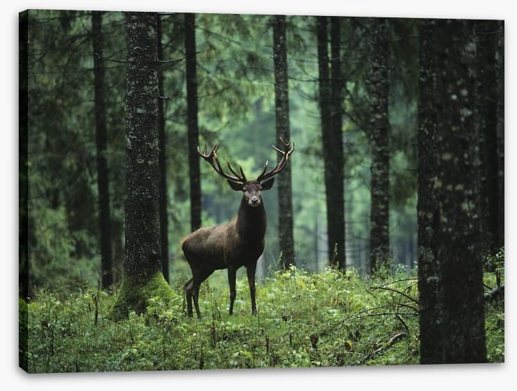 Deep forest deer