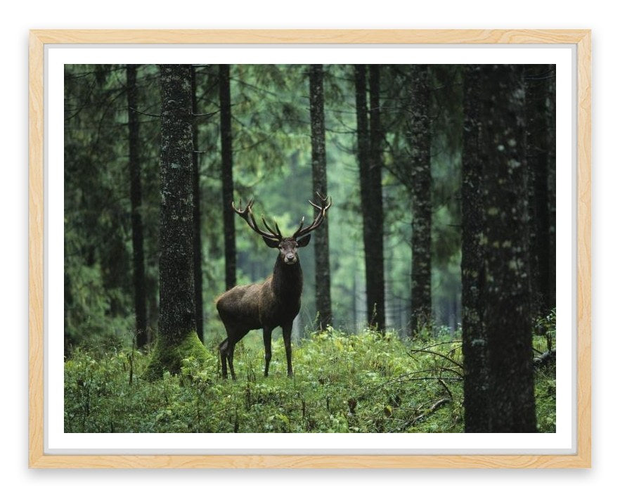 Deep forest deer