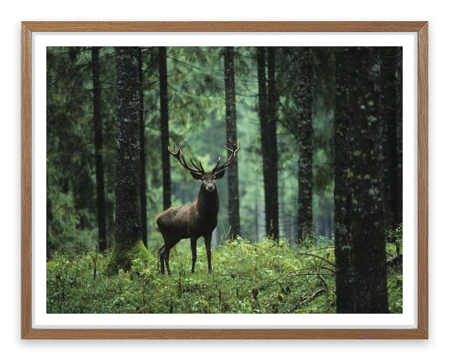 Deep forest deer