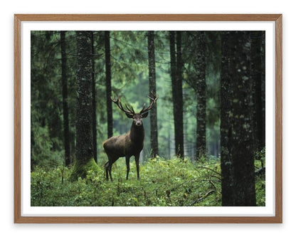Deep forest deer