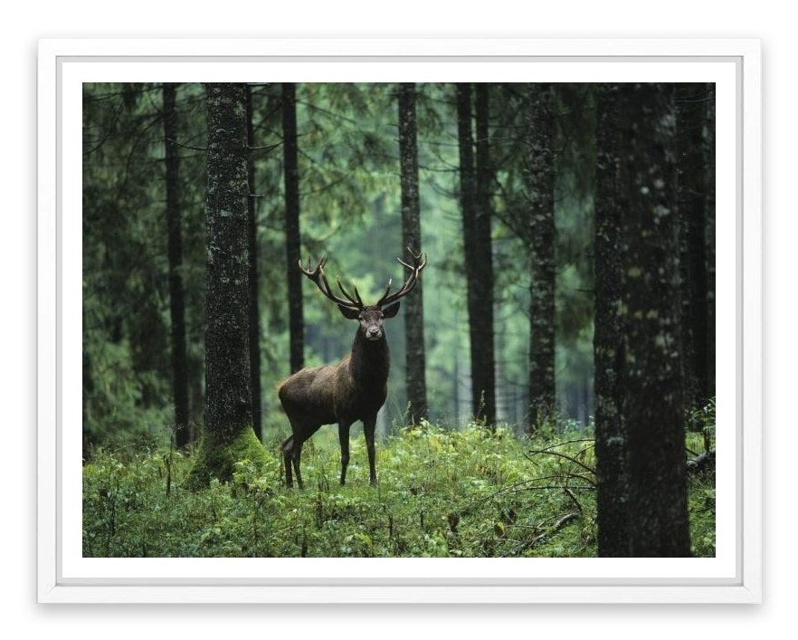 Deep forest deer