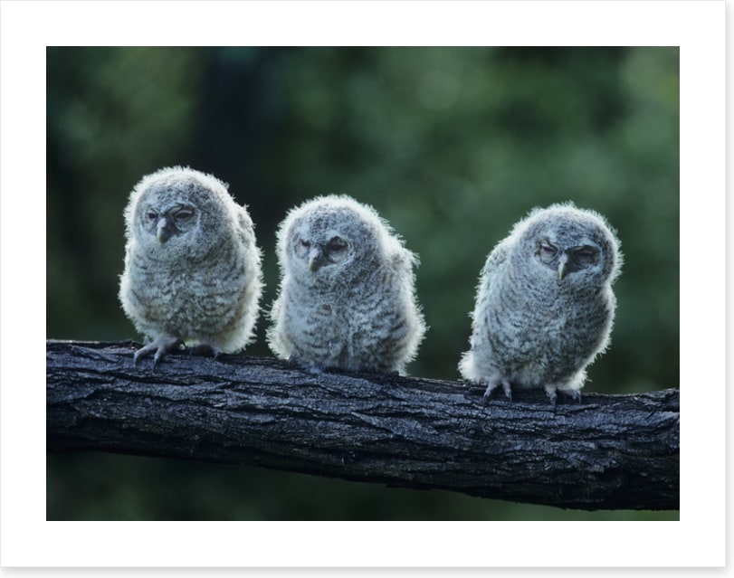 Owlet trio