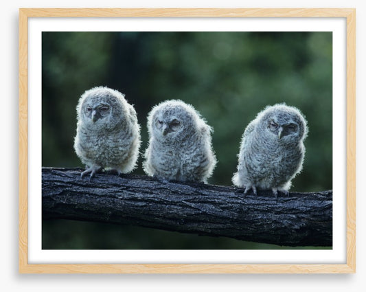Owlet trio