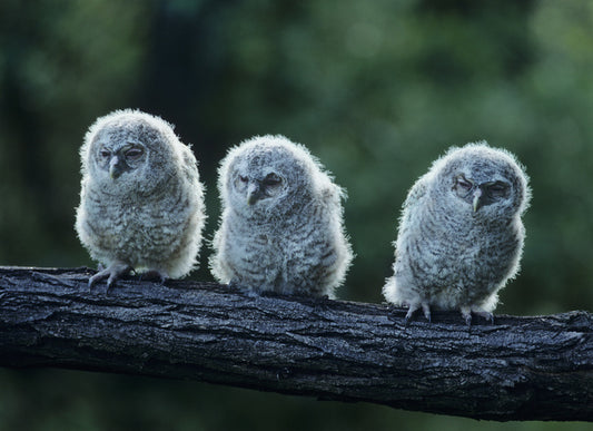 Owlet trio