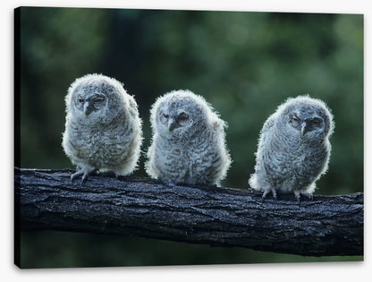 Owlet trio