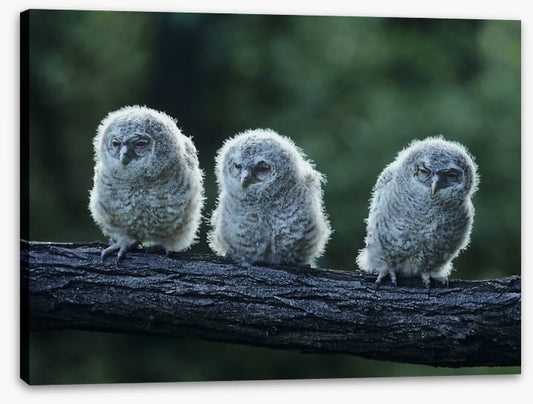Owlet trio