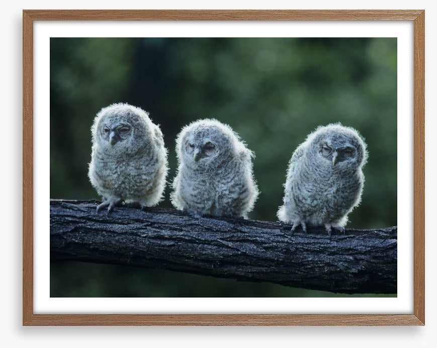 Owlet trio
