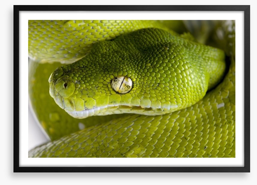 Reptiles / Amphibian