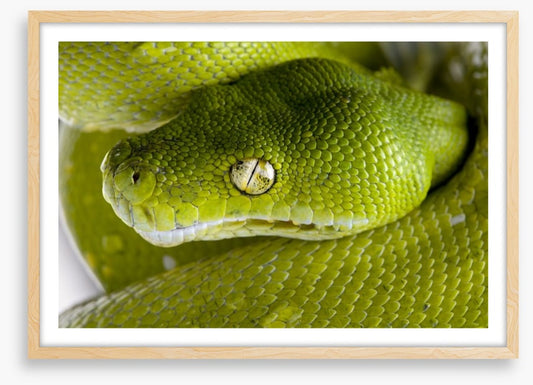 Reptiles / Amphibian