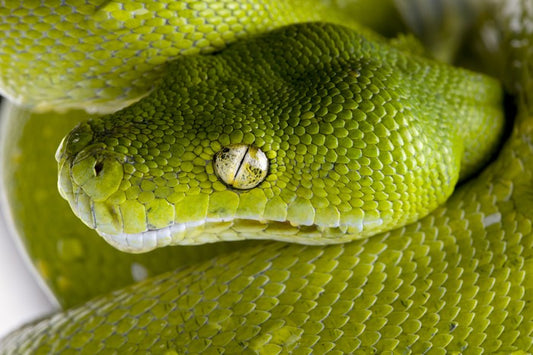 Reptiles / Amphibian