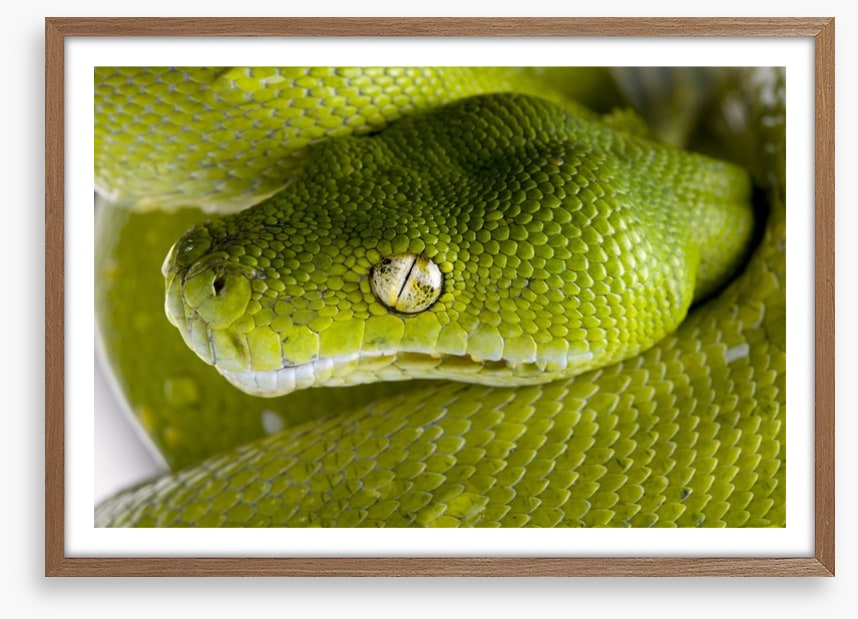 Reptiles / Amphibian