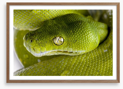 Reptiles / Amphibian