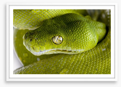 Reptiles / Amphibian