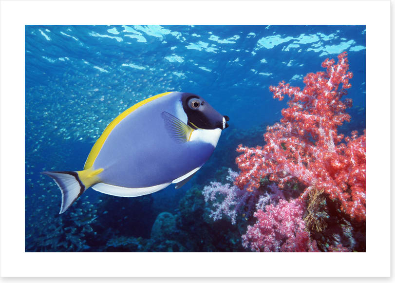 Blue Tang reef