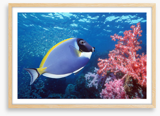 Blue Tang reef