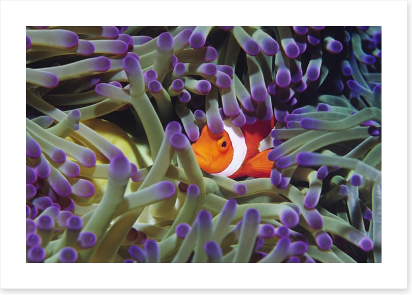 Finding Nemo