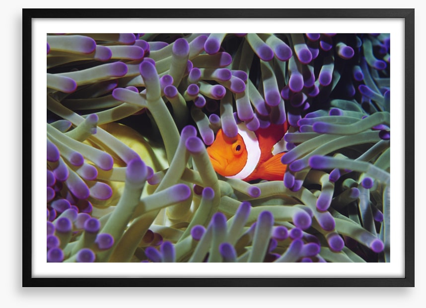 Finding Nemo