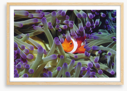 Finding Nemo