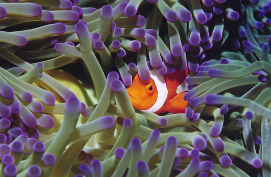 Finding Nemo