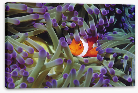 Finding Nemo