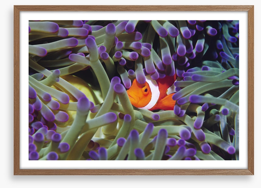 Finding Nemo