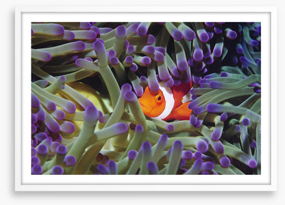 Finding Nemo