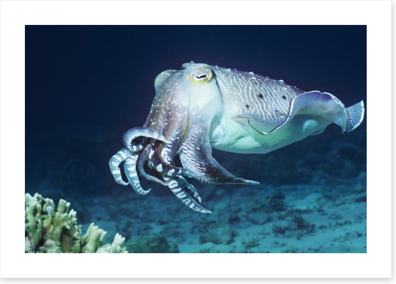 Cuttlefish coral