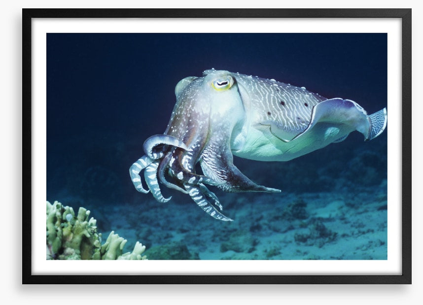 Cuttlefish coral