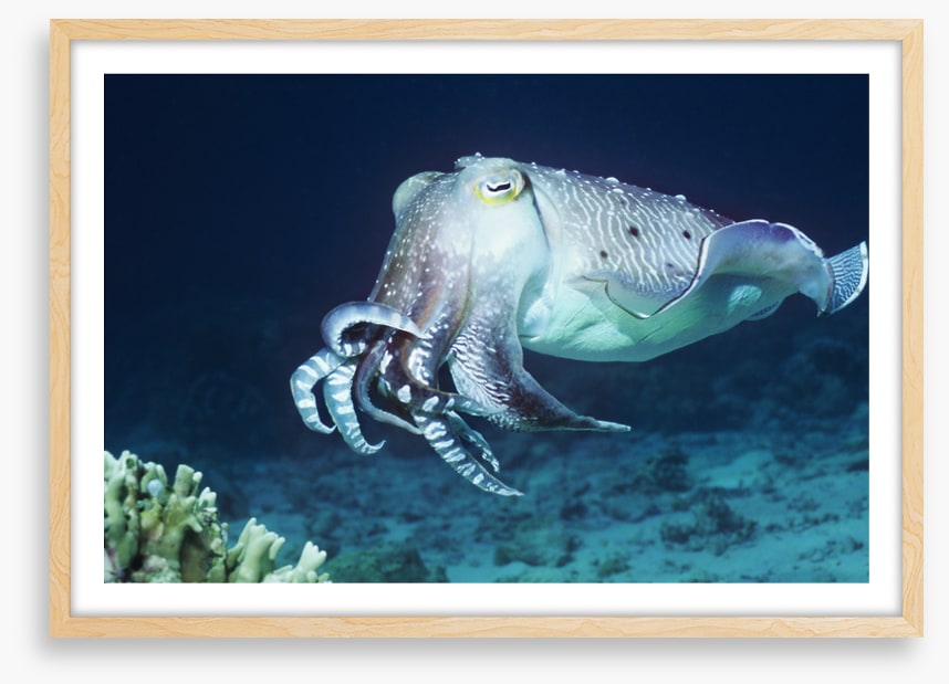 Cuttlefish coral