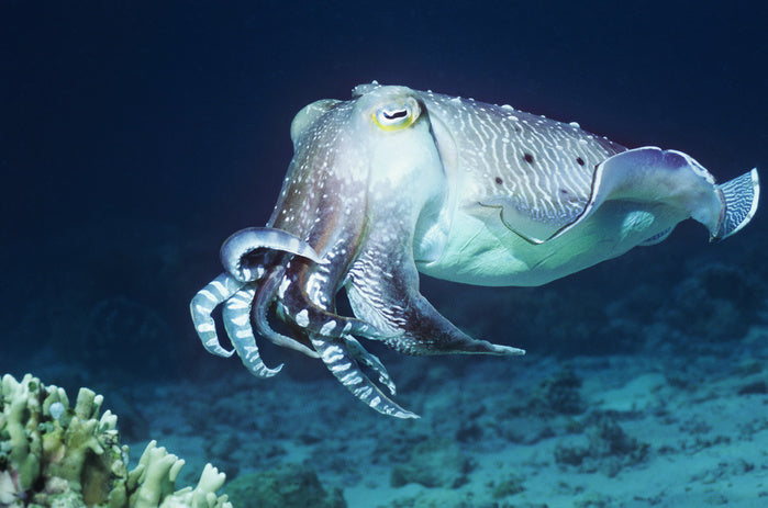 Cuttlefish coral