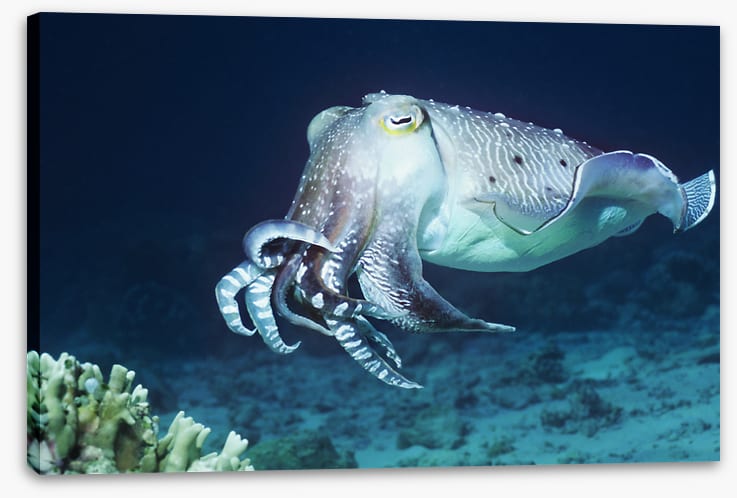 Cuttlefish coral