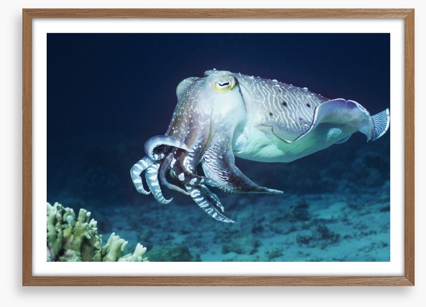 Cuttlefish coral