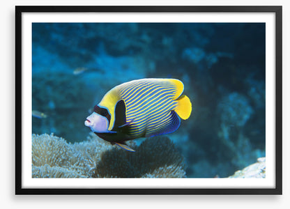Fish / Aquatic