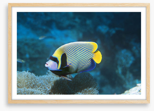 Fish / Aquatic