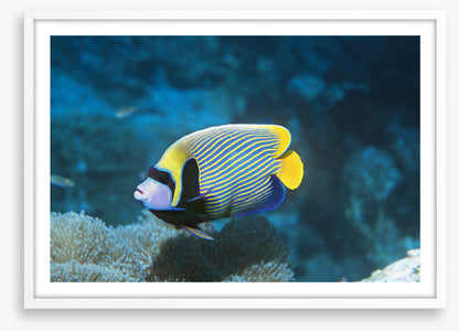 Fish / Aquatic