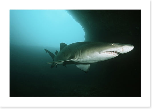 Fish / Aquatic