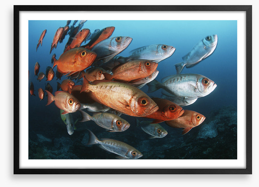 Bigeye school