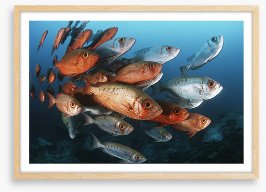 Bigeye school
