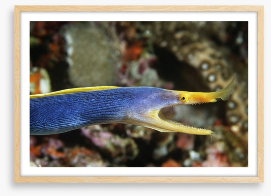 Fish / Aquatic